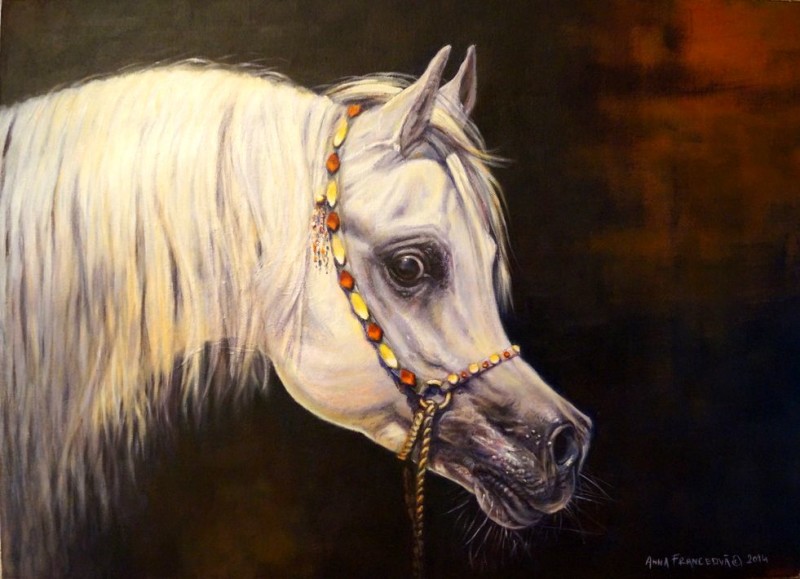 Arabian horse